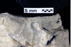 Foto (Detailansicht) von Tanidromites sculpta (Quenstedt, 1857) (NHMW-GEO-1990-0041-0004a)